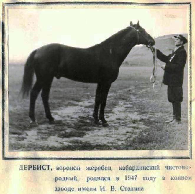 Когда появилась карачаевская порода лошадей, и какую роль в этом сыграла кабардинская лошадь